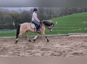 Fjord Horses, Mare, 16 years, 14,1 hh, Dun