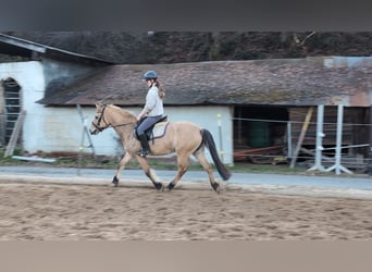 Fjord Horses, Mare, 16 years, 14,1 hh, Dun