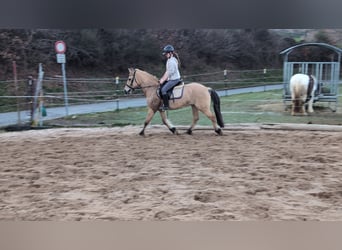 Fjord Horses, Mare, 16 years, 14,1 hh, Dun