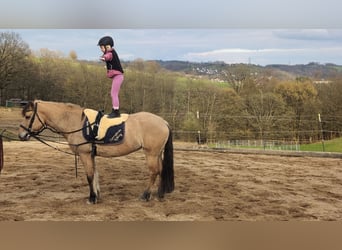 Fjord Horses, Mare, 16 years, 14,1 hh, Dun