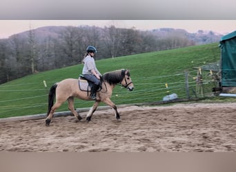 Fjord Horses, Mare, 16 years, 14,1 hh, Dun