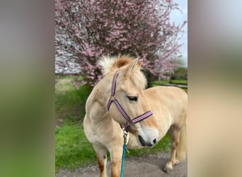 Fjord Horses, Mare, 17 years, 14.1 hh, Dun