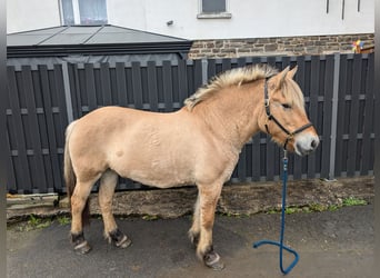 Fjordpferde, Stute, 17 Jahre, 14,3 hh, Falbe