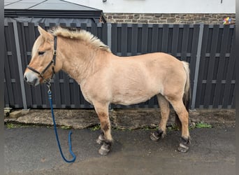 Fjordpferde, Stute, 17 Jahre, 14,3 hh, Falbe