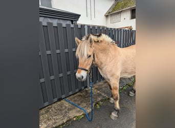 Fjordpferde, Stute, 17 Jahre, 14,3 hh, Falbe