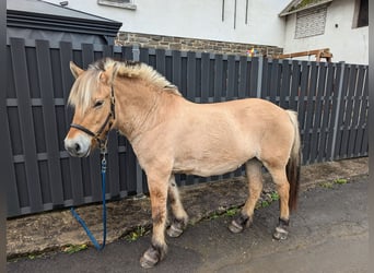 Fjordpferde, Stute, 17 Jahre, 14,3 hh, Falbe