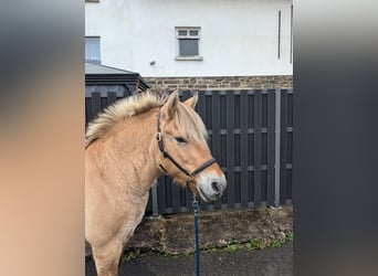 Fjordpferde, Stute, 17 Jahre, 14,3 hh, Falbe