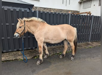 Fjordpferde, Stute, 17 Jahre, 14,3 hh, Falbe