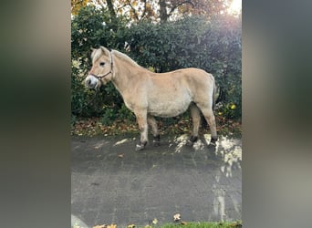 Fjord Horses, Mare, 18 years, 13.2 hh, Dun