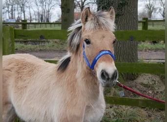 Fjord Horses, Mare, 1 year, 11 hh