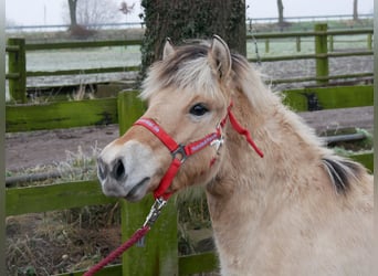 Fjord Horses, Mare, 1 year, 12,1 hh