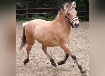 Fjord Horses, Mare, 1 year, 12.1 hh