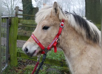 Fjord Horses, Mare, 1 year, 12,1 hh