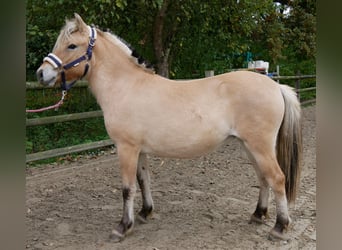 Fjord Horses, Mare, 1 year, 12.1 hh