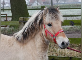 Fjord Horses, Mare, 1 year, 12,1 hh