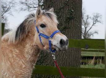 Fjord Horses, Mare, 1 year, 12,3 hh