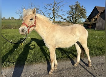 Fjord Horses, Mare, 1 year, 12,1 hh, Dun