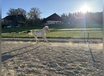 Fjord Horses, Mare, 1 year, 12,1 hh, Dun