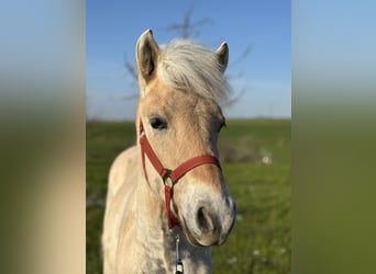 Fjord Horses, Mare, 1 year, 12,1 hh, Dun