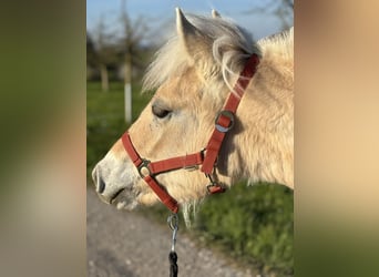 Fjord Horses, Mare, 1 year, 12,1 hh, Dun