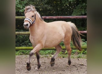 Fjord Horses, Mare, 1 year, 12,1 hh