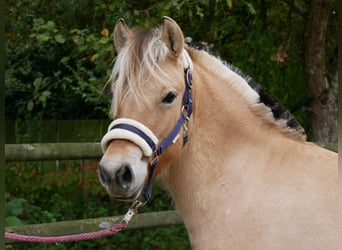Fjord Horses, Mare, 1 year, 12,1 hh