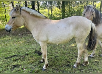 Fjord Horses, Mare, 1 year, 12,2 hh, Dun