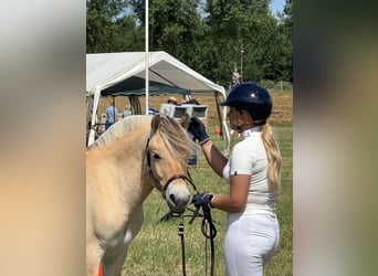 Fjord Horses, Mare, 1 year, 13.1 hh, Brown