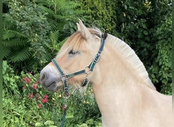 Fjord Horses, Mare, 1 year, 13,2 hh, Dun