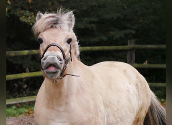 Fjord Horses, Mare, 1 year, 13,2 hh