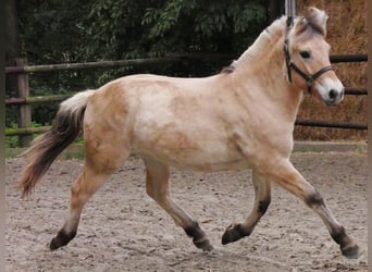 Fjord Horses, Mare, 1 year, 13,2 hh