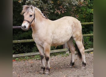Fjord Horses, Mare, 1 year, 13,2 hh