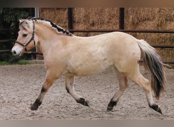 Fjord Horses, Mare, 1 year, 13,2 hh