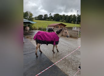 Fjord Horses, Mare, 1 year, 14.1 hh