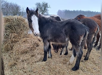 Fjord Horses Mix, Mare, 1 year, 14.2 hh, Black
