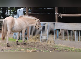 Fjordpferde, Stute, 1 Jahr, 14,2 hh, Falbe