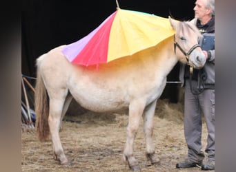 Fjordpferde, Stute, 1 Jahr, 14,2 hh, Falbe