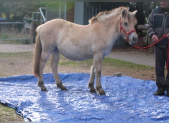 Fjordpferde, Stute, 1 Jahr, 14,2 hh, Falbe