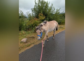 Fjord Horses, Mare, 1 year, 14,1 hh