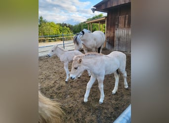 Fjord Horses, Mare, 1 year, 14,1 hh, Dun