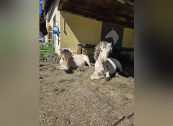 Fjord Horses, Mare, 1 year, 14,1 hh, Dun