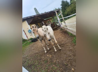 Fjord Horses, Mare, 1 year, 14,1 hh, Dun