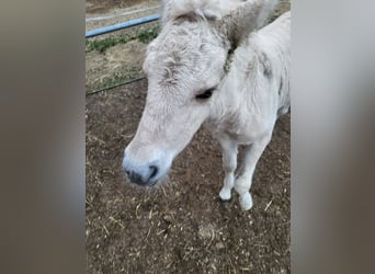 Fjord Horses, Mare, 1 year, 14,1 hh, Dun