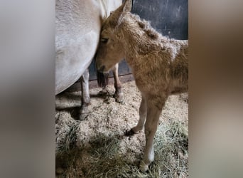 Fjord Horses, Mare, 1 year, 14,1 hh, Dun