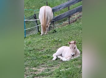Fjord Horses, Mare, 1 year, 14,1 hh, Dun
