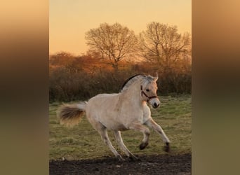 Fjord Horses, Mare, 1 year, 14,1 hh, Dun