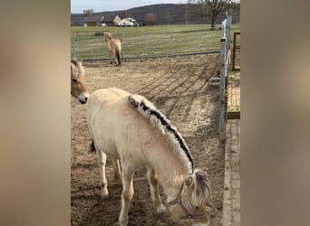 Fjord Horses, Mare, 1 year, 14,2 hh, Dun