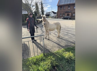 Fjord Horses, Mare, 1 year, 14,2 hh, Dun