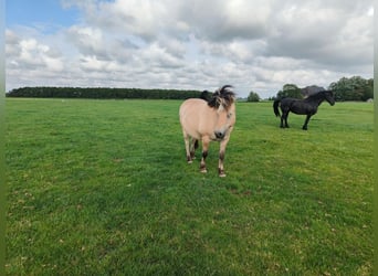 Fjord Horses Mix, Mare, 1 year