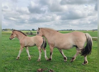 Fjord Horses Mix, Mare, 1 year